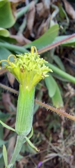 Kleinia grandiflora