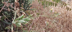 Kleinia grandiflora