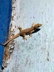 Hemidactylus platyurus