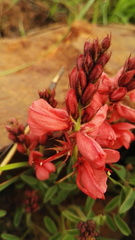 Indigofera velutina