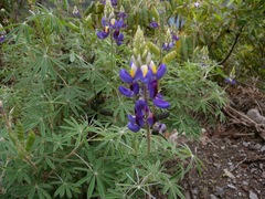 Lupinus pubescens