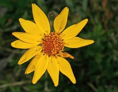 Arnica fulgens