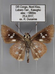 Meza cybeutes pallida