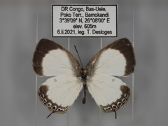 Oboronia punctatus