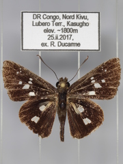 Meza cybeutes pallida