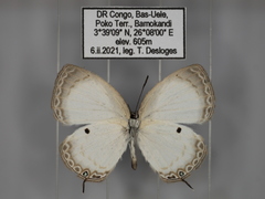 Oboronia punctatus