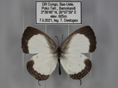 Oboronia punctatus