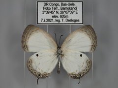 Oboronia punctatus