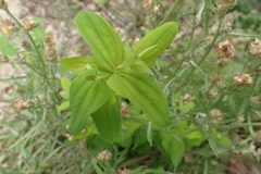 Spermacoce glabra