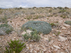 Astragalus hyalinus