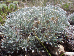 Astragalus hyalinus