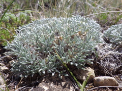Astragalus hyalinus