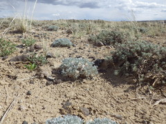 Astragalus hyalinus