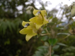 Siphocampylus bullatus