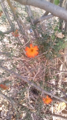 Magnoliopsida