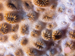 Aeolidiopsis ransoni