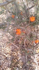 Magnoliopsida