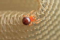 Ruborridion musivum