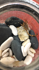 Centruroides elegans