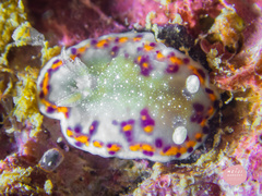 Goniobranchus bombayanus