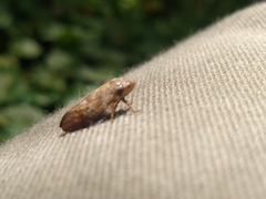 Insecta