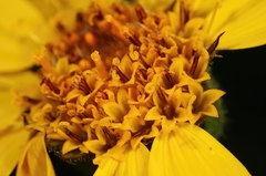 Arnica fulgens