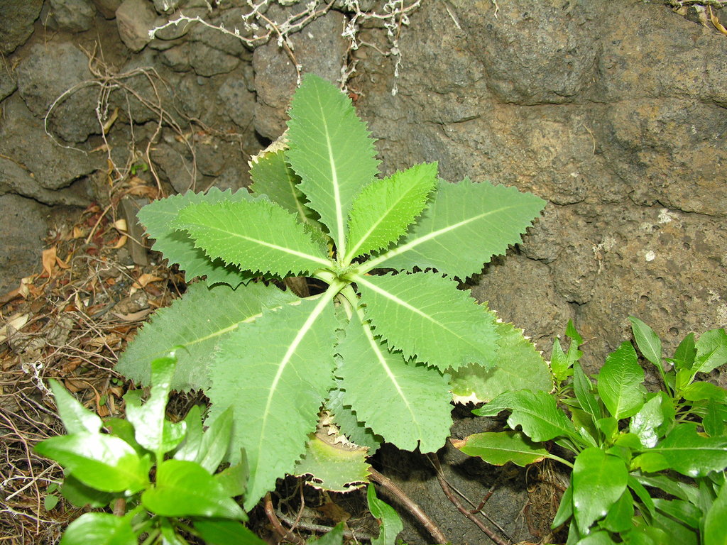 Crambe laevigata