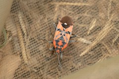 Spilostethus pandurus