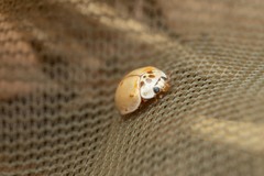 Adalia decempunctata