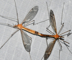 Tipula submaculata