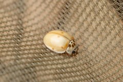 Adalia decempunctata