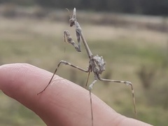 Empusa