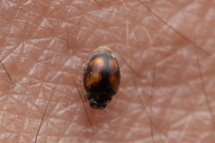 Scymnus subvillosus