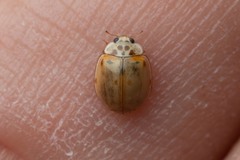 Adalia decempunctata