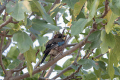 Garrulus glandarius
