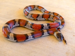 Lampropeltis gentilis