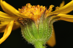 Arnica fulgens