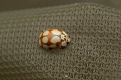 Adalia decempunctata