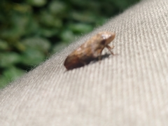 Insecta