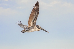 Pelecanus occidentalis
