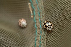 Adalia decempunctata