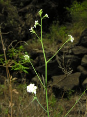 Crambe laevigata image