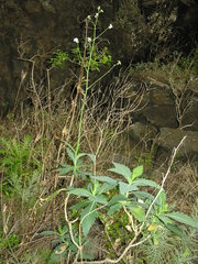 Crambe laevigata image