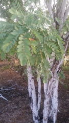 Lysiloma candidum