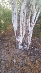 Lysiloma candidum