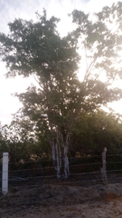 Lysiloma candidum