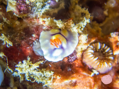 Goniobranchus conchyliatus