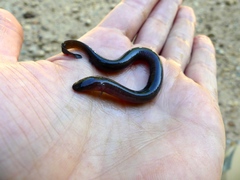 Amphiuma tridactylum
