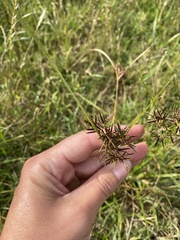 Cyperus longus tenuiflorus
