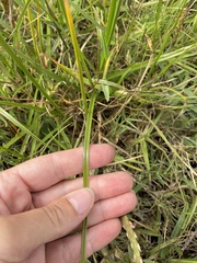 Cyperus longus tenuiflorus